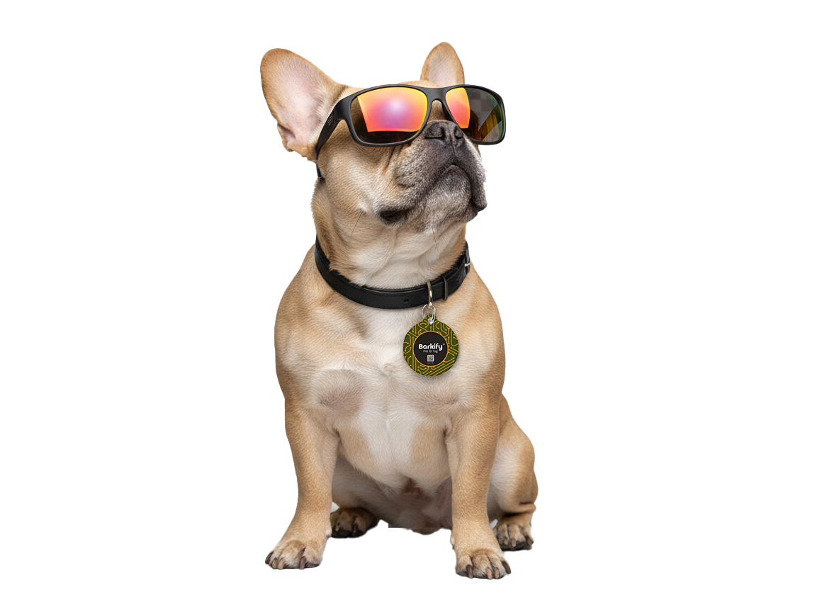 Bulldog con Barkify tag